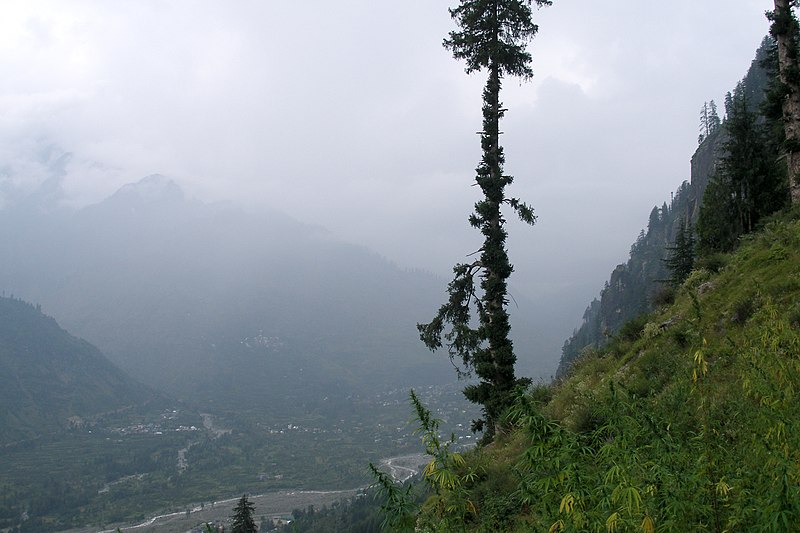 File:Kullu Valley, Vashisht, Trees, India.jpg