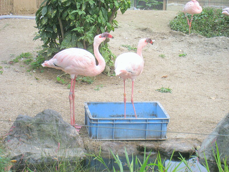 File:Kyoto Zoo IMG 5535 a-12.JPG