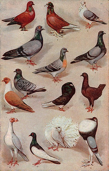 Charles Darwin noted that pigeon fanciers had created many kinds of pigeon, such as Tumblers (1, 12), Fantails (13), and Pouters (14) by selective bre