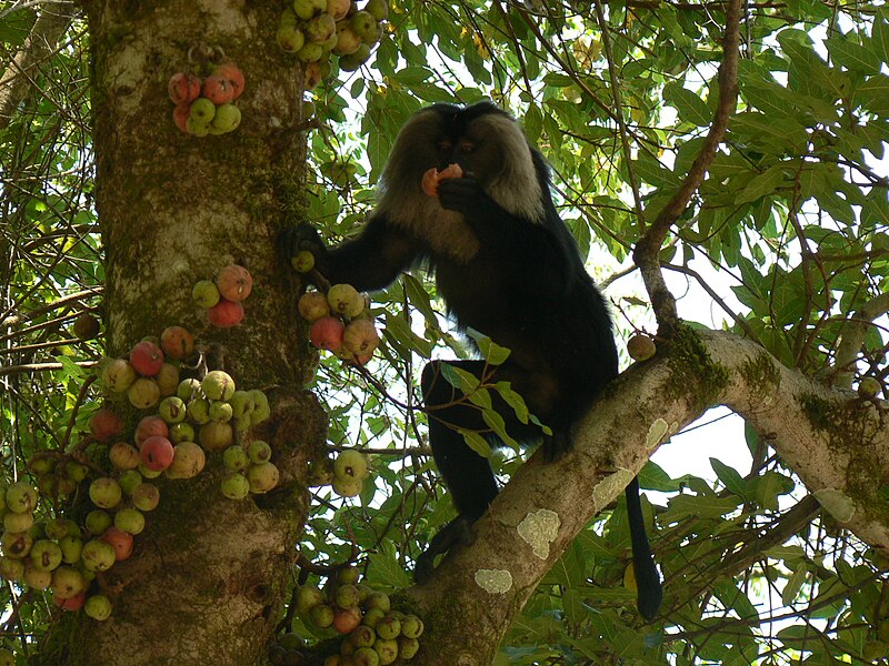 File:LTM ficus.JPG