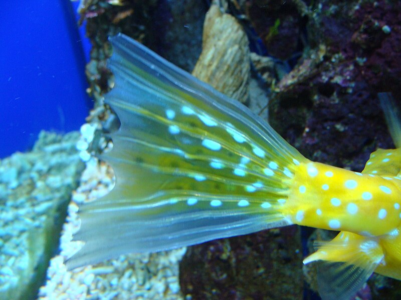 File:Lactoria cornuta (cola).006 - Aquarium Finisterrae.JPG