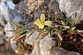 Lactuca alpestris