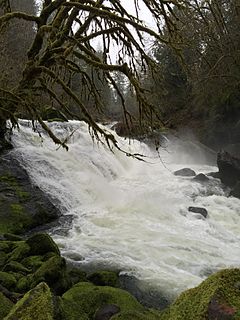 Lake Creek (Siuslaw River tributary) River in Oregon, United States