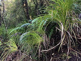 Kiekie (Freycinetia banksii)