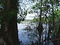 Cypress trees