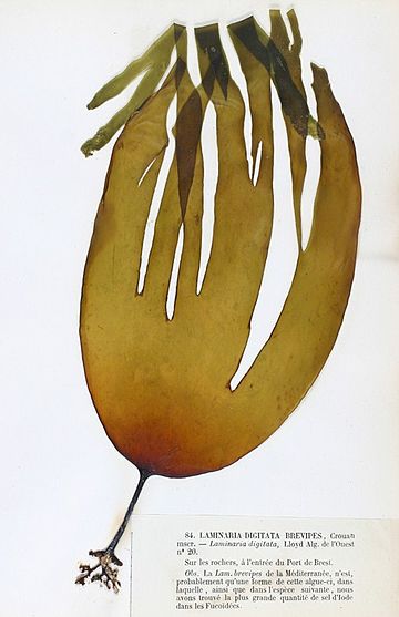 Laminariaceae