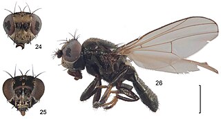 <i>Lamproclasiopa</i> Genus of flies