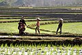 Laos-Reis-22-Pflanzer-gje.jpg