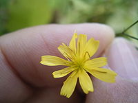 Lapsana communis flowerhead1.jpg