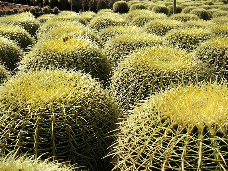 File:Large number of barrel cactuses.jpg