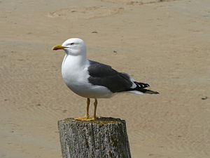 Laridae Larus in Saint-Malo (France)