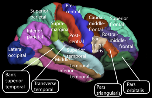 Surface of the cerebrum