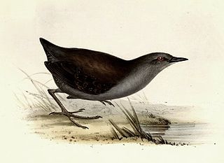 <span class="mw-page-title-main">Galapagos crake</span> Species of bird