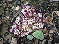 Lathraea clandestina buds