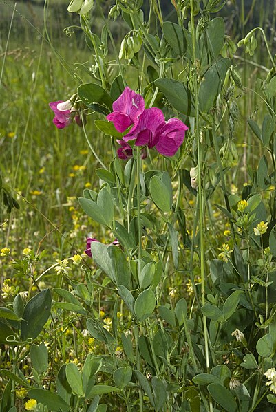 File:Lathyrus tuberosus fremontiers 80 10062007 1.jpg