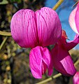 Lathyrus vestitus