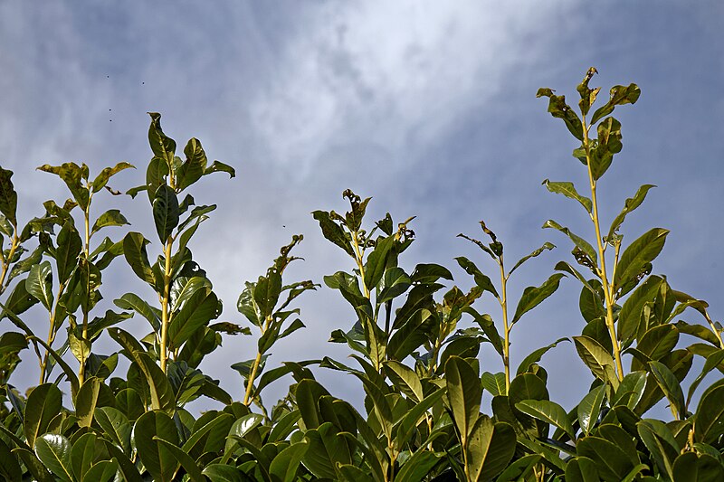 File:Laurel with virus damage at Nuthurst, West Sussex, England 01.jpg