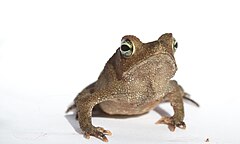 Description de l'image Leaflitter toad Rhinella alata.jpg.