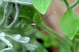 Leiobunum rotundum (female)