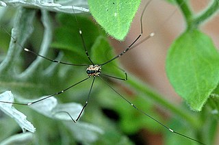 <i>Leiobunum rotundum</i> Species of harvestman/daddy longlegs