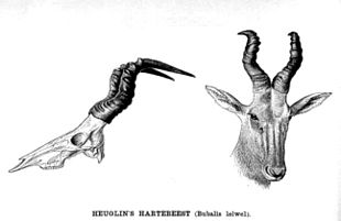 Lelwel Hartebeest00.jpg