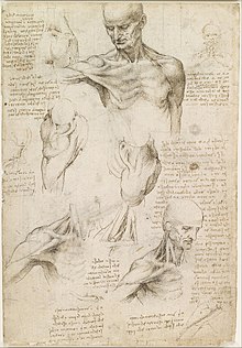 Leonardo da Vinci: Anatomische Studie der Schulter und des Nacken (1510/11) Bildzitat des Debüttrailers zum Renaissance-humanistischen Bezug der Spielhandlung