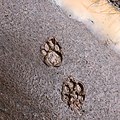 Leopard's paw print.jpg