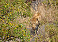 * Nomination leopard in the wild (Panthera pardus), Serengeti National Park, Tanzania -- Tobi 87 07:46, 6 October 2014 (UTC) * Promotion Good quality. --Pleclown 16:43, 14 October 2014 (UTC)