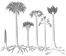 Growth habit of Lepidodendrales: from left to right, juvenile lepidoendralean, Lepidodendron, Lepidophloios, Synchysidendron, Diaphorodendron and Sigillaria Lepidodendrales reconstruccion 02.jpg
