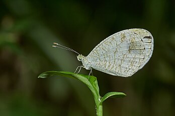 Leptosia nina, uma borboleta da família Pieridae, nativa da região indo-malaia. (definição 4 800 × 3 200)