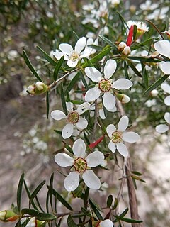 <i>Leptospermum deanei</i> Australian species of plant