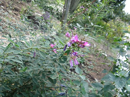 Tập_tin:Lespedeza_thunbergii1.jpg