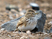 Lesser Short-toed Lark Alaudala rufescens polatzeki, Fuerteventura.jpg