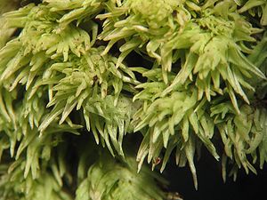 Leucobryum glaucum