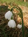 Leucojum aestivum 'Gravetye Giant'