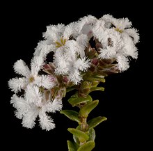Leucopogon cordatus - Flickr - Кевин Тиле.jpg