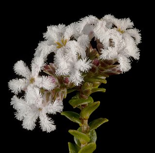 <i>Leucopogon cordatus</i> Species of shrub