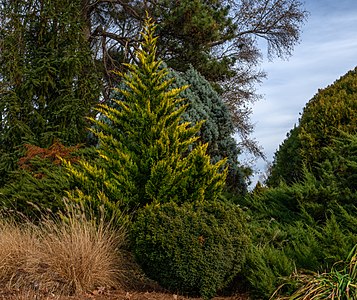 Leyland Cypress