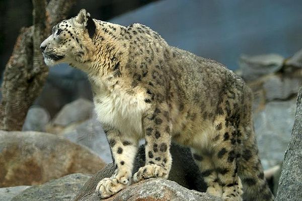 The snow leopard, an endangered species, is found in the Khunjerab National Park