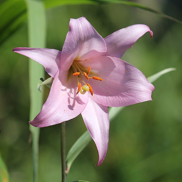 File:Lilium japonicum (flower s2).jpg