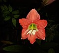 Thumbnail for File:Lily at night.jpg