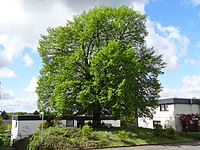 Linden tree on the plate