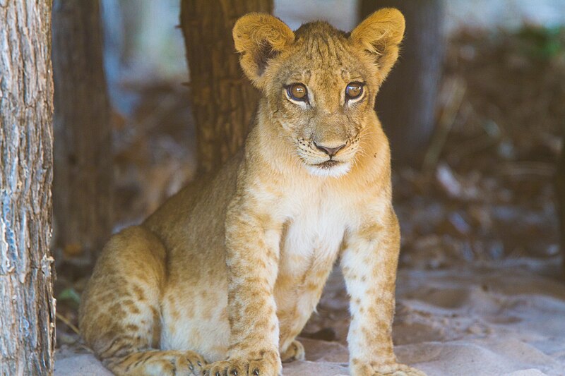 File:Lion cub, South Luangwa National Park (51870456517).jpg