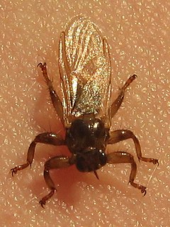 <i>Lipoptena cervi</i> Species of fly