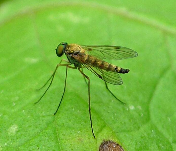 File:Little Snipefly. Chrysopilus asiliformis - Flickr - gailhampshire.jpg