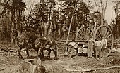 Logging wheels 1915.jpg