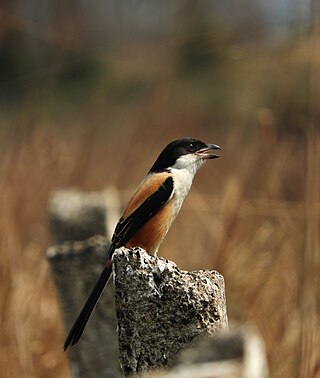 <span class="mw-page-title-main">Long-tailed shrike</span> Species of bird