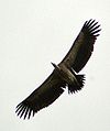 Long billed vulture.jpg