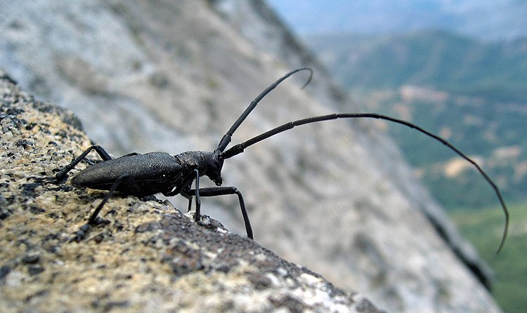 Жук-усач Сойера (Monochamus scutellatus) в национальном парке Секвойя (США)