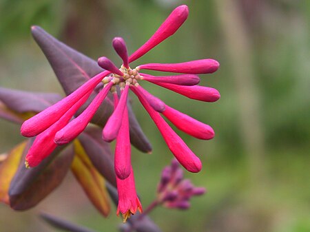 Lonicera sempervirens.jpg